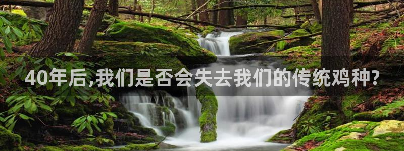 乐天堂fun注册：40年后,我们是否会失去我们的传统鸡种?